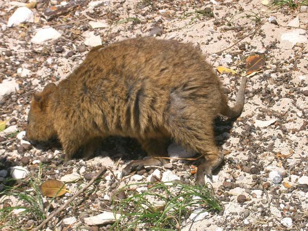 A quokka, typical from Rotness Island