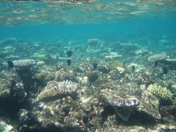 Snorkelling in the barrier reef!