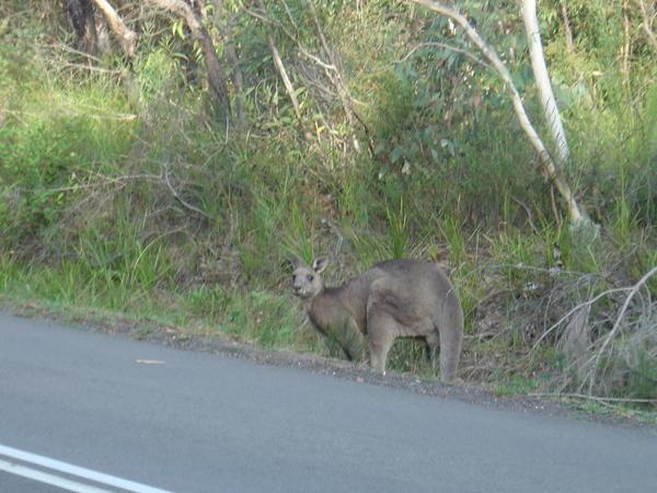 Our really first live kangaroo!!