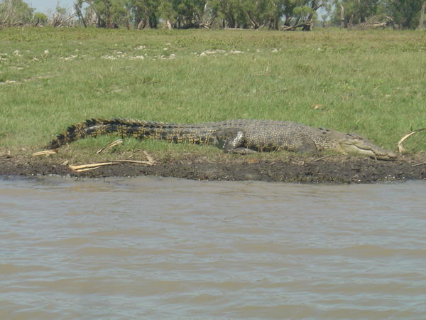 A Salt water crocodiles.. Not too big this one!