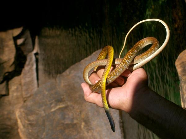 a nice little tree snake