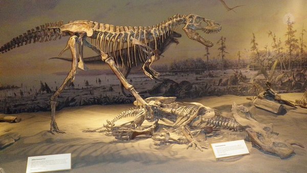 Albertasaurus vs. something small and edible