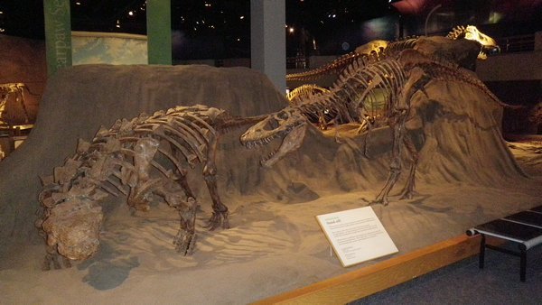 Anklyosaurus vs. Albertasaurus
