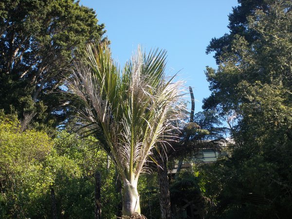 First Palm Tree