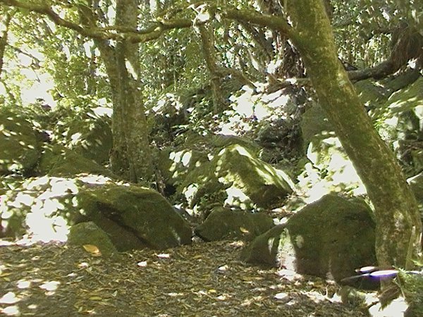 The Very Mossy Puriri Grove