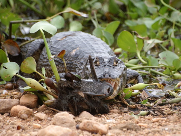 Caiman - just stopping for lunch