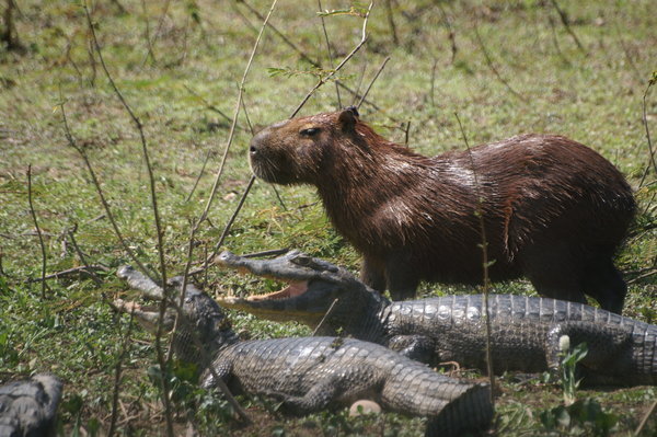 Capybara and friends