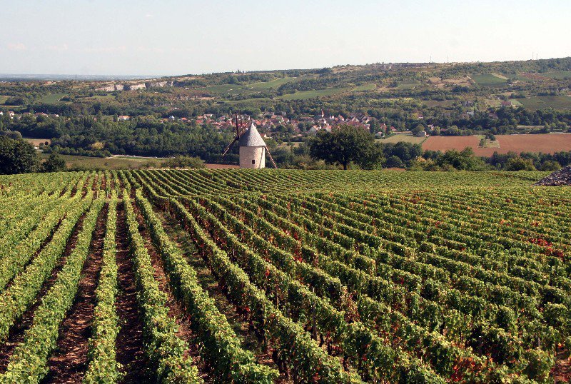 The Vineyards Above Santenay
