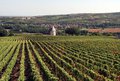 The Vineyards Above Santenay