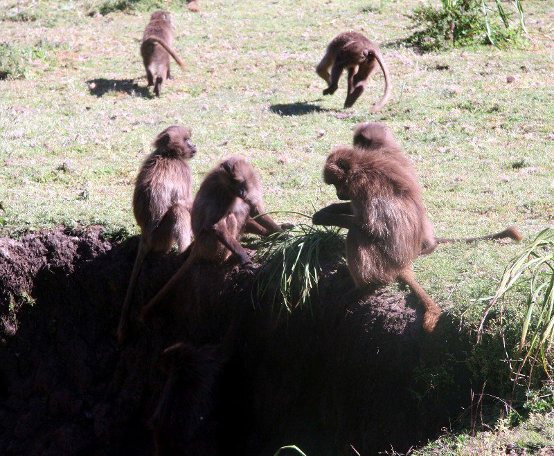 Baboons In The Simien Mountains