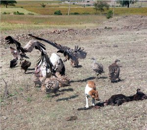 Vultures And A Dog With Roadkill