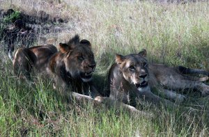The Lions At ALERT