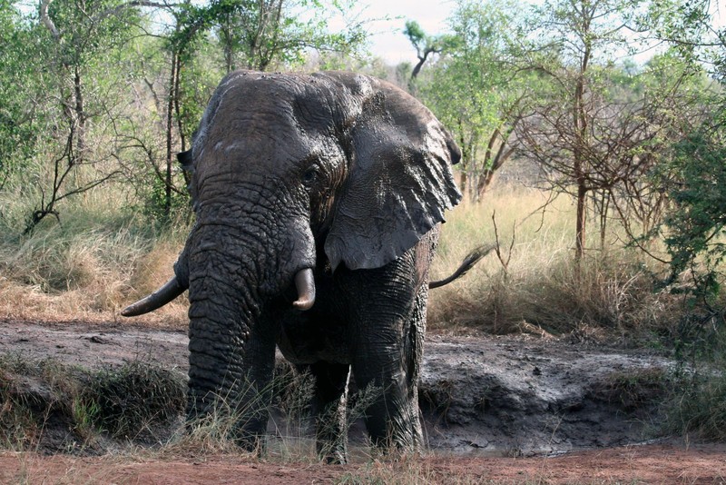 The Elephant Takes A Bath