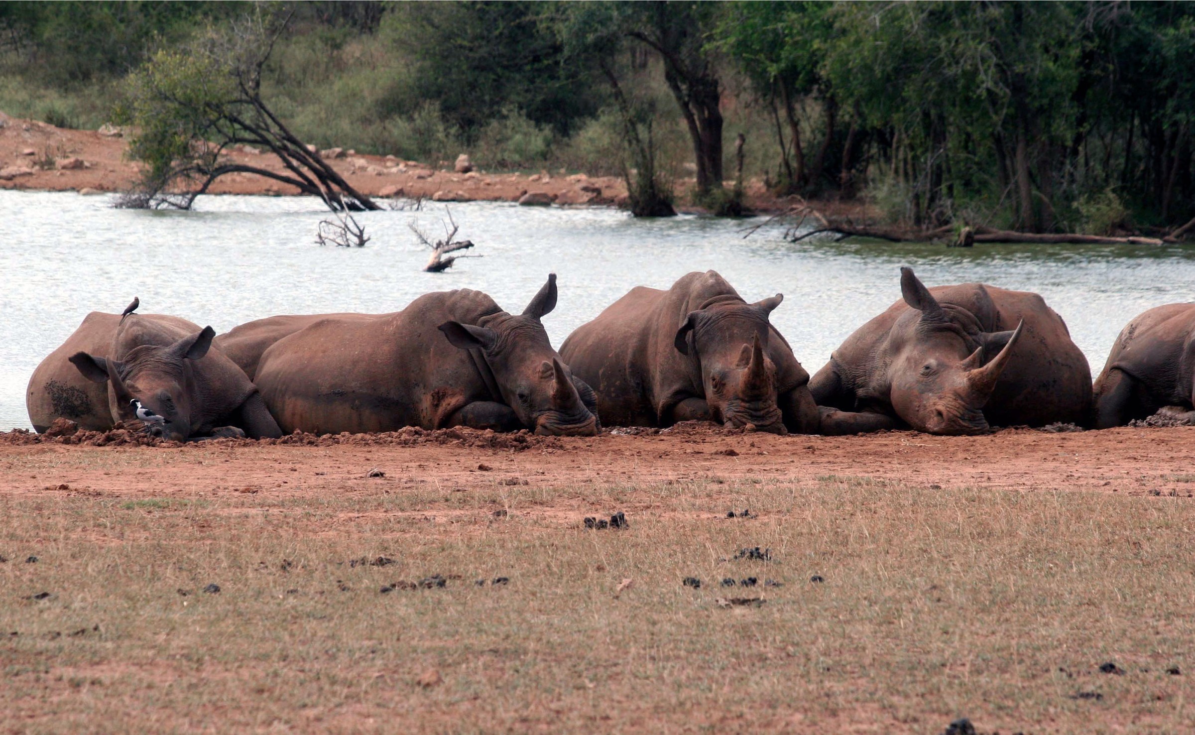 The "Friendly" Rhinos | Photo