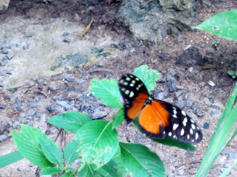 One Of More Than 12 Butterflies