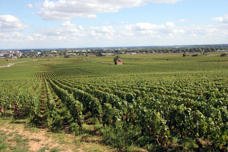 The Vineyards Near Beaune