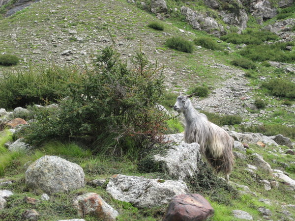 Himalayan Goat 