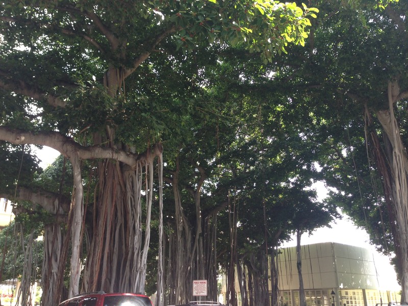 Banyan tree in front of Iolani Palace