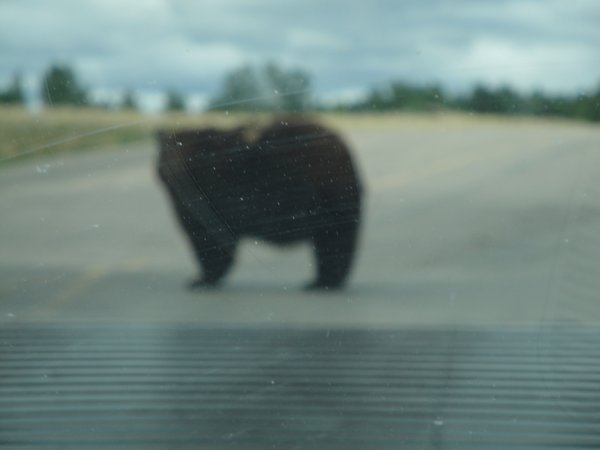 Bear Straight Ahead!