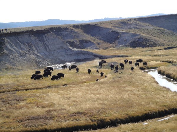 Herd of Buffalo at Yellowstone