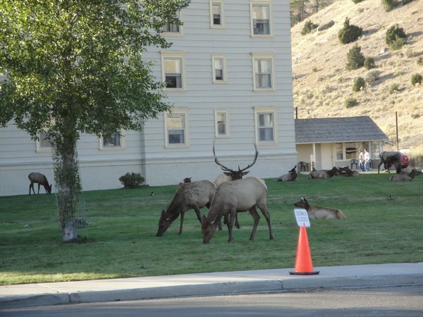 Elk in town square