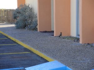 Roadrunner outside our hotel in Pecos