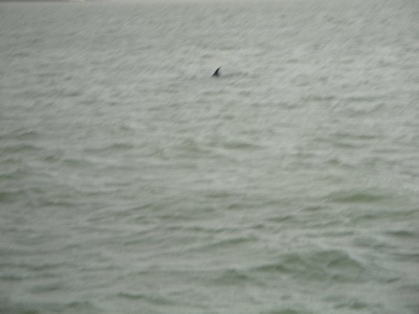 The dolphin...best I could do!