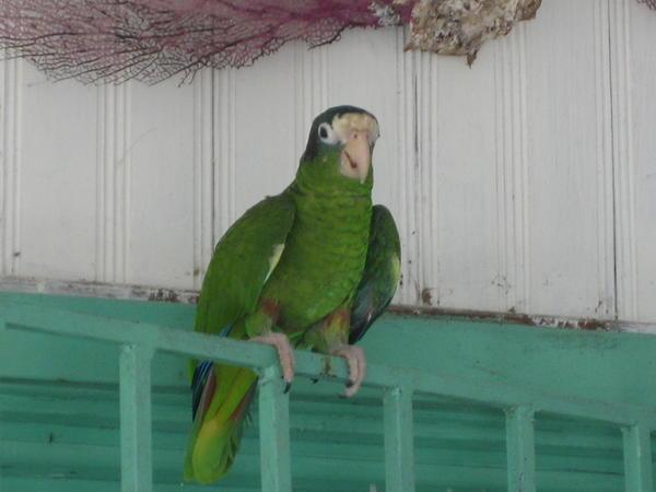 Capn Jacque's Parrot