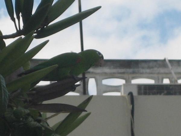 A parrot! Sitting in a tree outside our house! How cool is that!