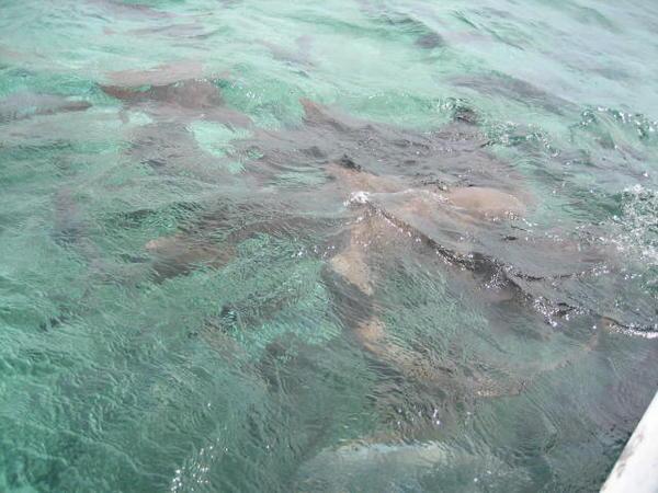 Nursing sharks, Caye Caulker, Belize