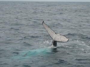 A hump-back whale!