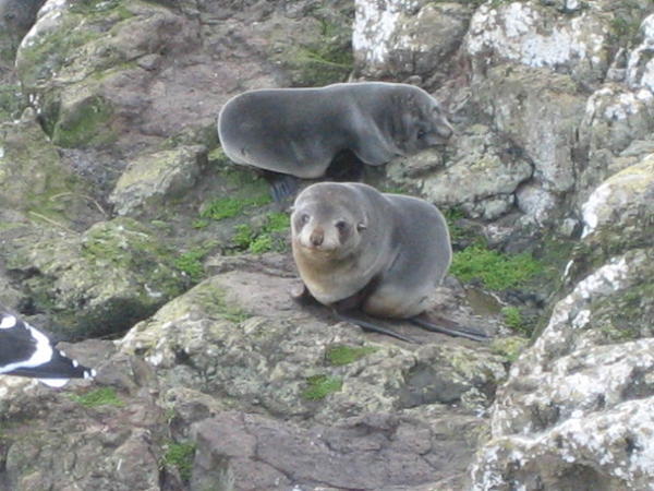Fluffy little baby fur seals on the Otago Peninsula