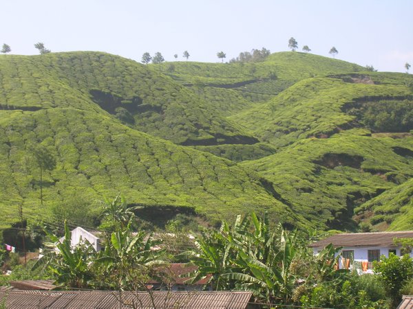 Munnar Tea Plantations Western Ghats