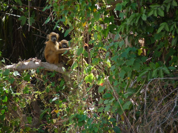 The river trip - baboons