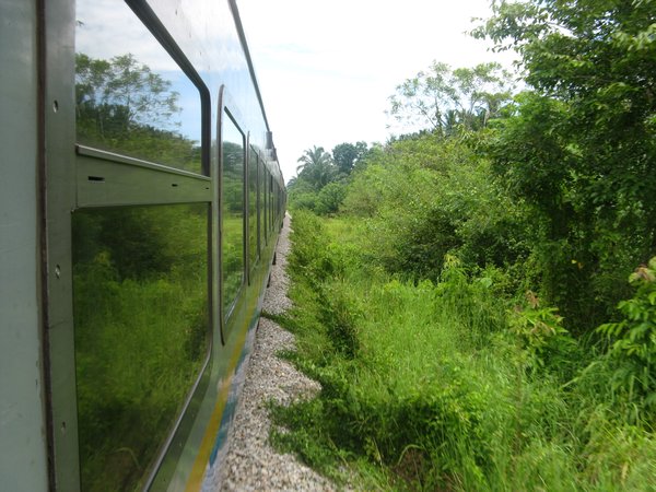The jungle train