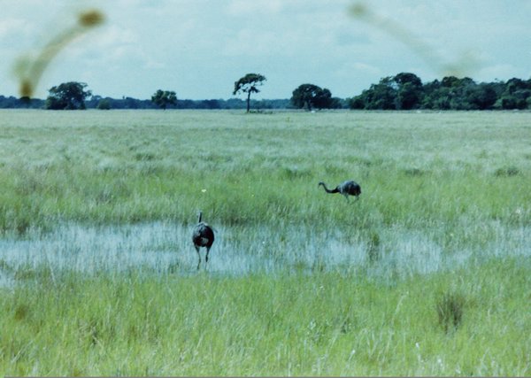 Pantanal