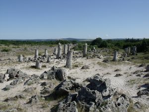The Stone Forest