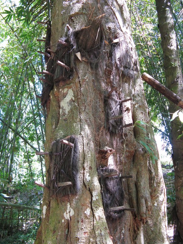 Tree Tombs