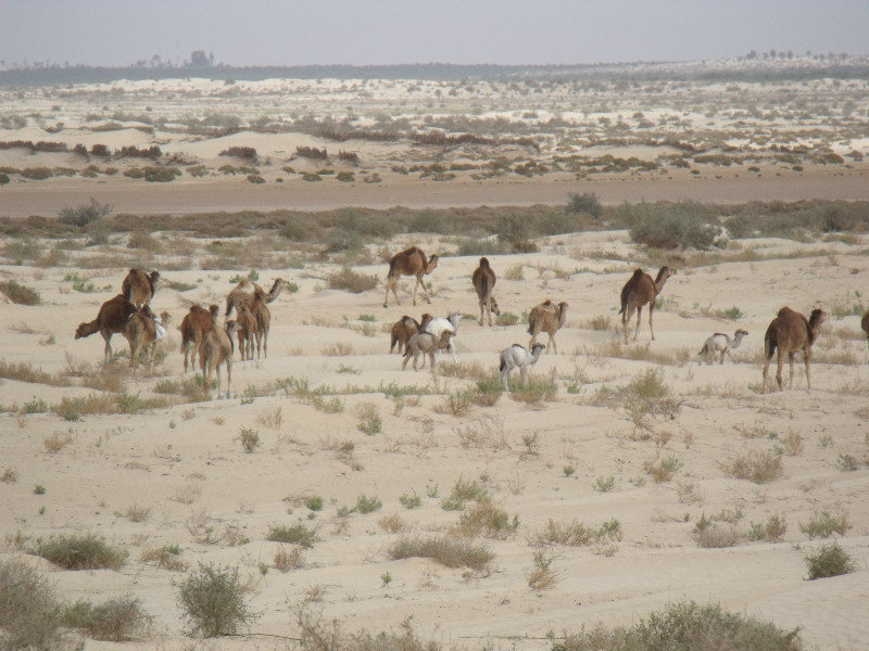 The Herd of Camels