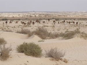The Herd of Camels