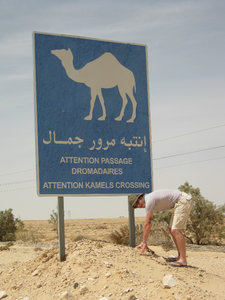 Camels Everywhere