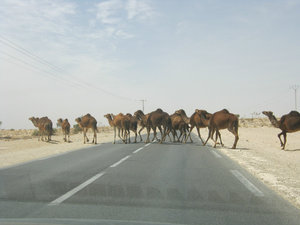 Camels Everywhere