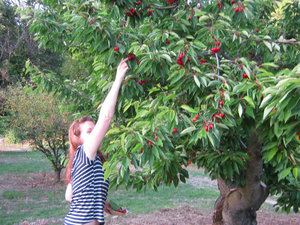 Steph Picking Cherries