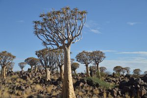 The Quiver Tree Forest