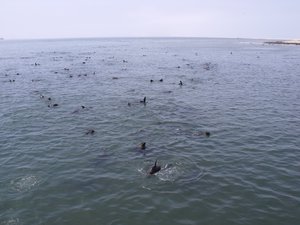 Another Seal Colony