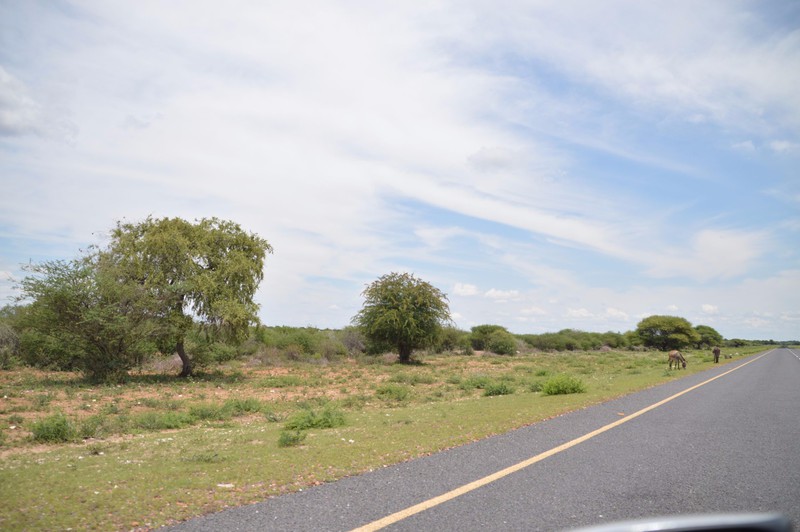 Driving Through the Kalahari Desert