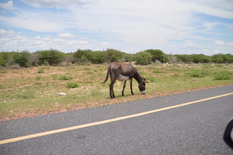 Donkeys on the Road