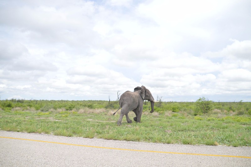 An Elephant We Bumped into when Driving East
