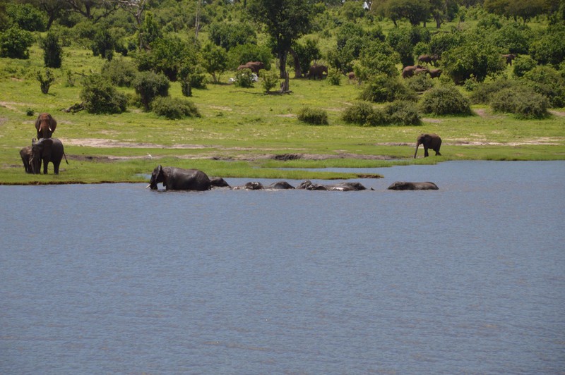The Chobe River Trip