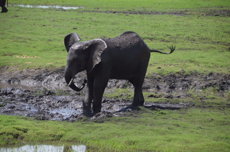 Elephants Playing in the Mud
